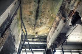 Best Real Estate Mold Inspection  in Edinburg, IL